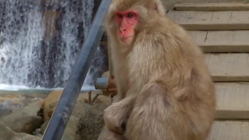 Jigokudani Snow Monkey Park (JAPAN, NAGANO TRAVEL) Jigokudani Snow Monkey Park (JAPAN, NAGANO TRAVEL)