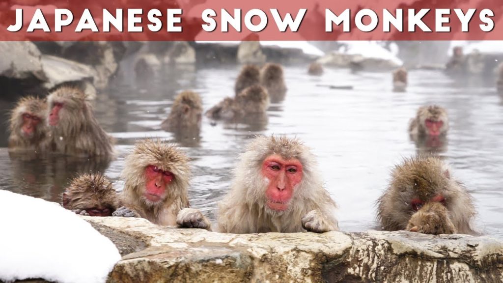 Snow Monkeys of Japan | Jigokudani Snow Monkey Park