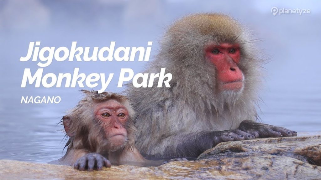 Jigokudani Monkey Park, Nagano | Japan Travel Guide Jigokudani Monkey Park, Nagano | Japan Travel Guide
