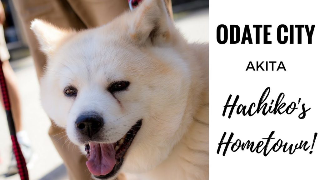 Hachiko Returns Home - Adventure in Odate City, Akita Prefecture - Go!Go!Tohoku!! Japan Travel