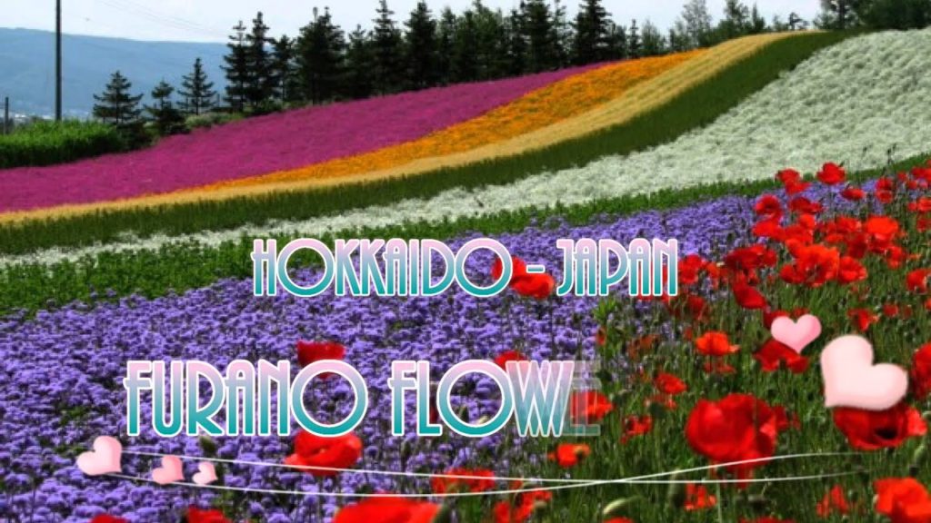 Japan Trip: Lavender, Lillies, Tractors and Trains at the Furano Flower Fields, Hokkaido 03 Japan Trip: Lavender, Lillies, Tractors and Trains at the Furano Flower Fields, Hokkaido 03