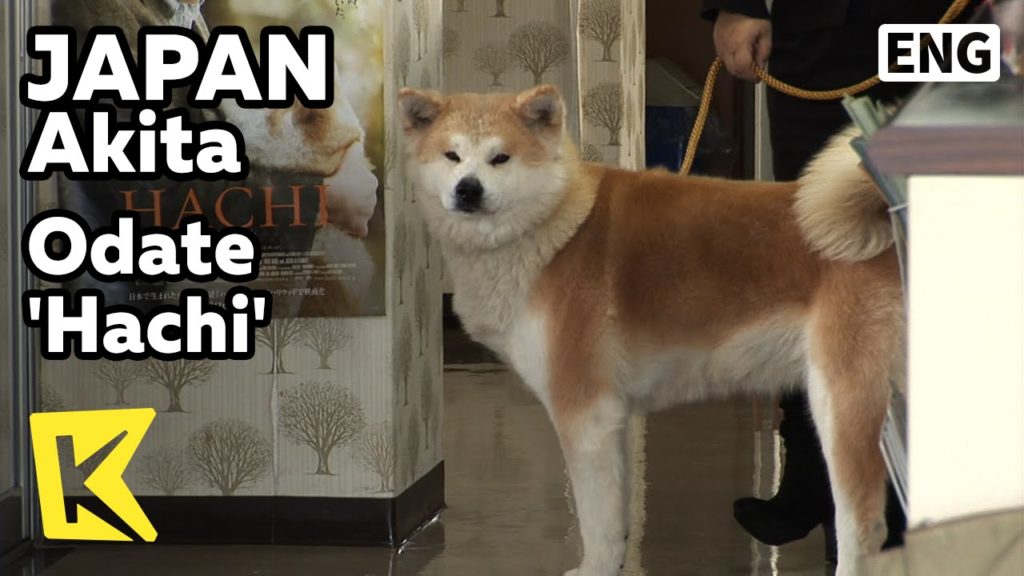 【K】Japan Travel-Akita[일본 여행-아키타]오오다테, 주인을 기다리는 개 '하치'/Odate/Hachi/Hachiko/Statue/Akita dog