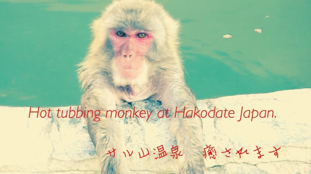 2019年5月1日【Hot tubbing monkey Hakodate Japan】サル山温泉 函館市熱帯植物園 2019年5月1日【Hot tubbing monkey Hakodate Japan】サル山温泉 函館市熱帯植物園