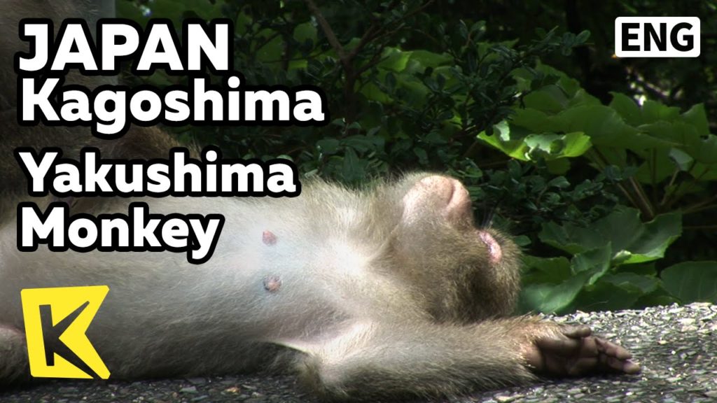 【K】Japan Travel-Kagoshima[일본 여행-가고시마]야쿠시마 야생 원숭이 집단 서식지/Yakushima/Monkey