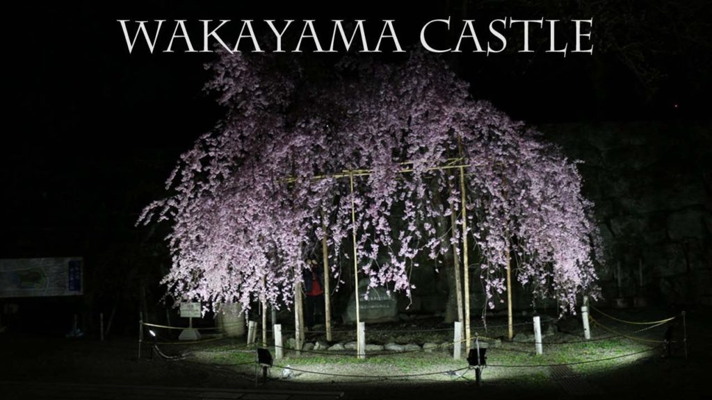 Wakayama Castle Cherry Blossom by Night 和歌山城 うろうろ和歌山 Travel Japan