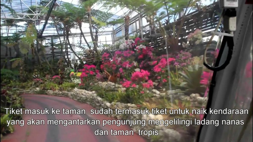 Travel Jepang : Taman Nanas Nago. Tersedia berbagai macam jenis nanas. Okinawa 18