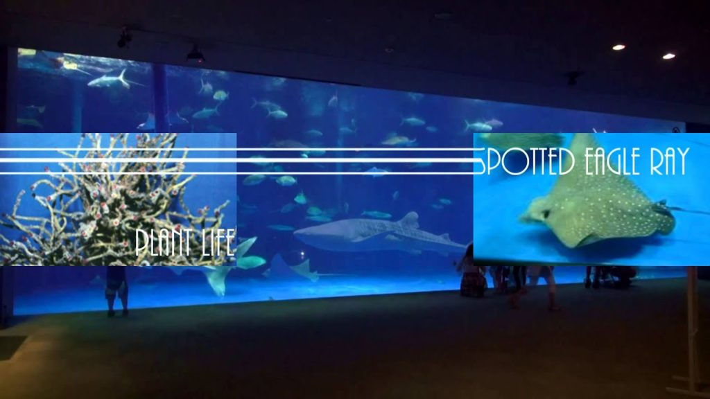 Japan Travel: Kagoshima Aquarium marine life, dolphin. Kagoshima, Japan Japan Travel: Kagoshima Aquarium marine life, dolphin. Kagoshima, Japan