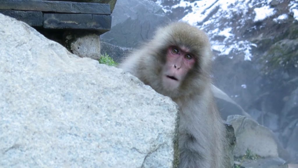 NAGANO JAPAN TRAVEL VIDEO 2018 - YUDANAKA SNOW MONKEYS