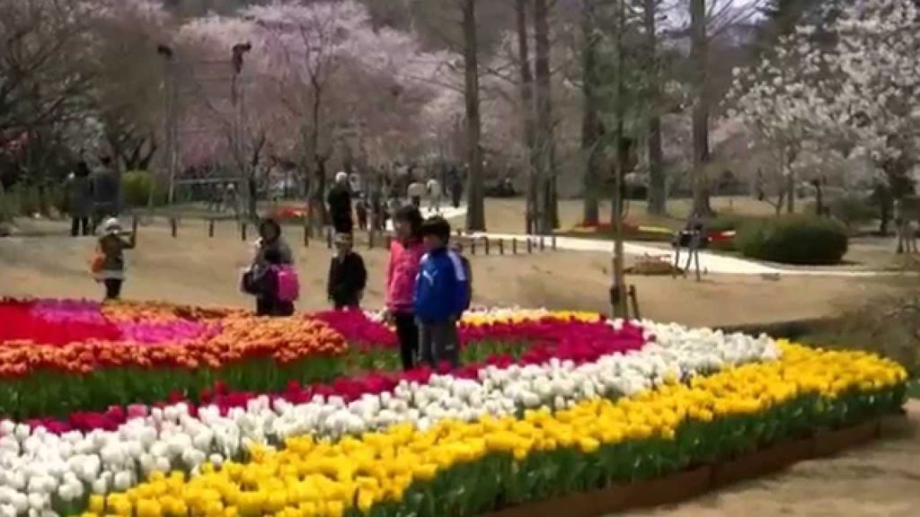 浜松フラワーパーク・桜&チューリップ祭り7,Sakura&Tulip festa,Hamamatsu,Japan 浜松フラワーパーク・桜&チューリップ祭り7,Sakura&Tulip festa,Hamamatsu,Japan