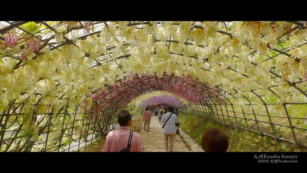 4K 河内藤園 北九州市 Kawachi Fuji Wisteria Garden Kyushu JAPAN 4K 河内藤園 北九州市 Kawachi Fuji Wisteria Garden Kyushu JAPAN