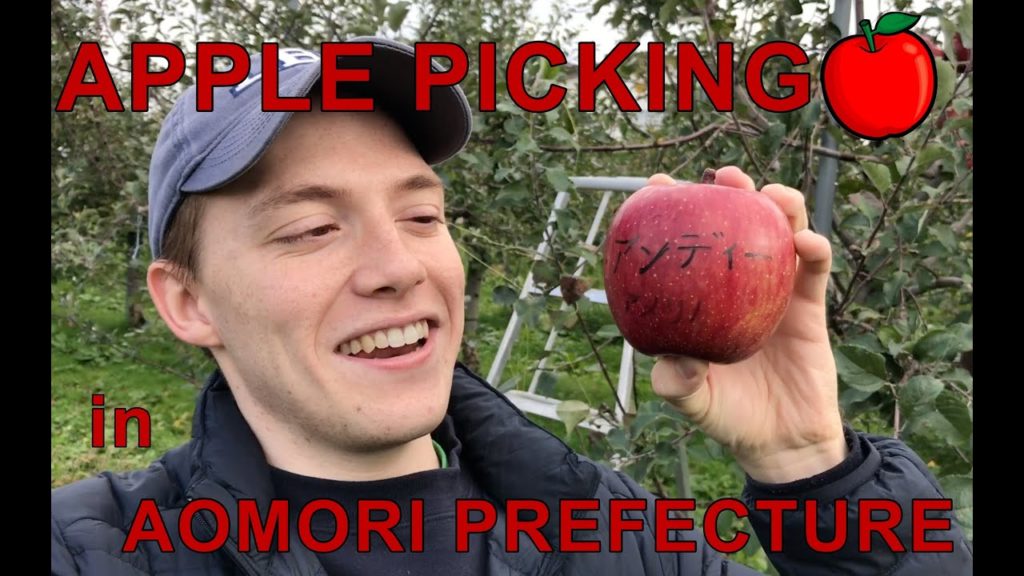 APPLE PICKING IN AOMORI PREFECTURE, JAPAN | Stay Japan APPLE PICKING IN AOMORI PREFECTURE, JAPAN | Stay Japan