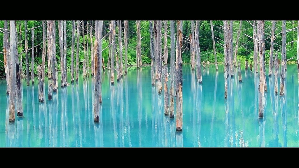 Landscapes of Biei: The Blue Pond and other sceneries | A Japan Travel Film (美瑛　青い池)