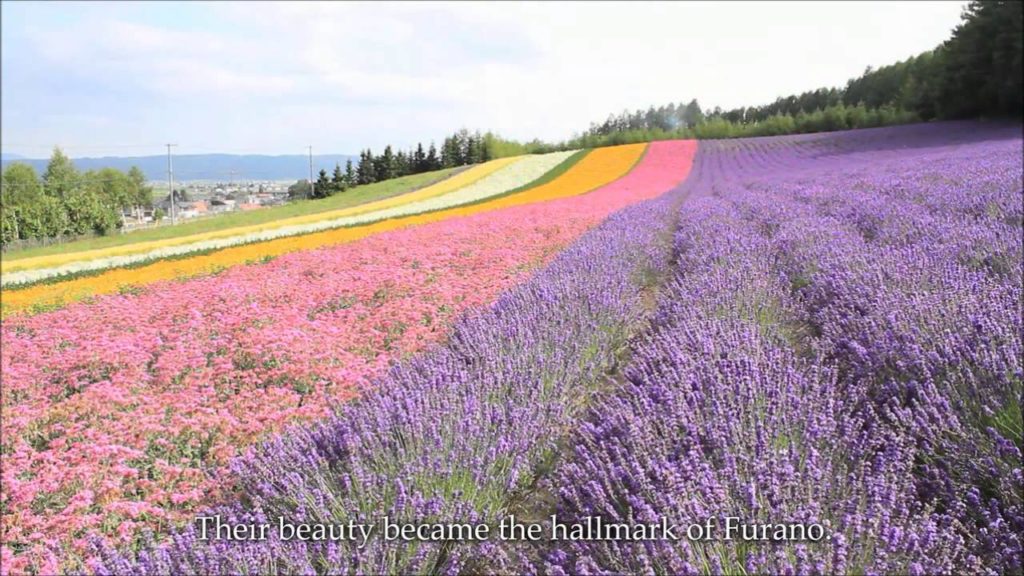 FURANO, HOKKAIDO, Japan.  Furano-Ashibetsu Nature Park