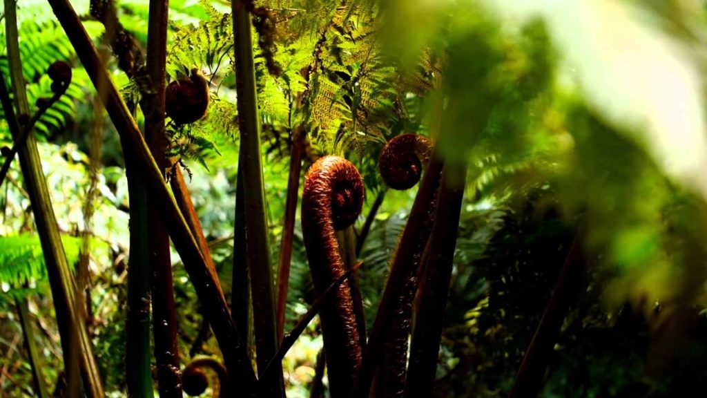 Kagoshima Japan 1 Minute Travel Amami Oshima