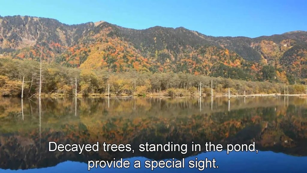 Japan Travel: Taishoike pond with trees standing dead, Nagano, Japan Japan Travel: Taishoike pond with trees standing dead, Nagano, Japan