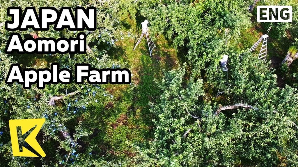 【K】Japan Travel-Aomori[일본 여행-아오모리]90년간 운영된 사과농장/Apple Farm