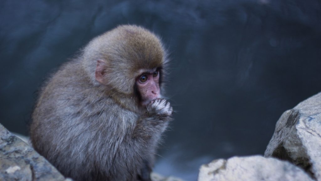 JAPAN TRIP 2017 // TOKYO, NAGANO, OSAKA, KYOTO