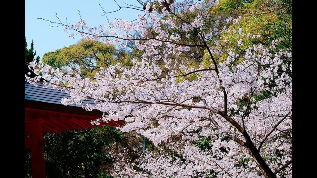 Sakura et coco walk - Nagasaki vlog