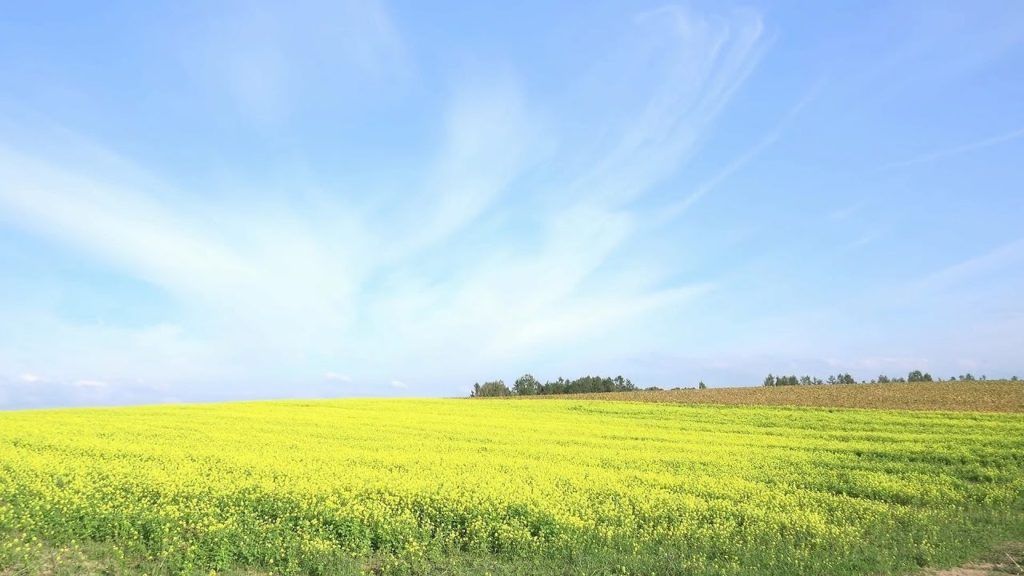 【4K】美瑛・富良野・旭川の風景（Hokkaido Biei Furano Asahikawa)