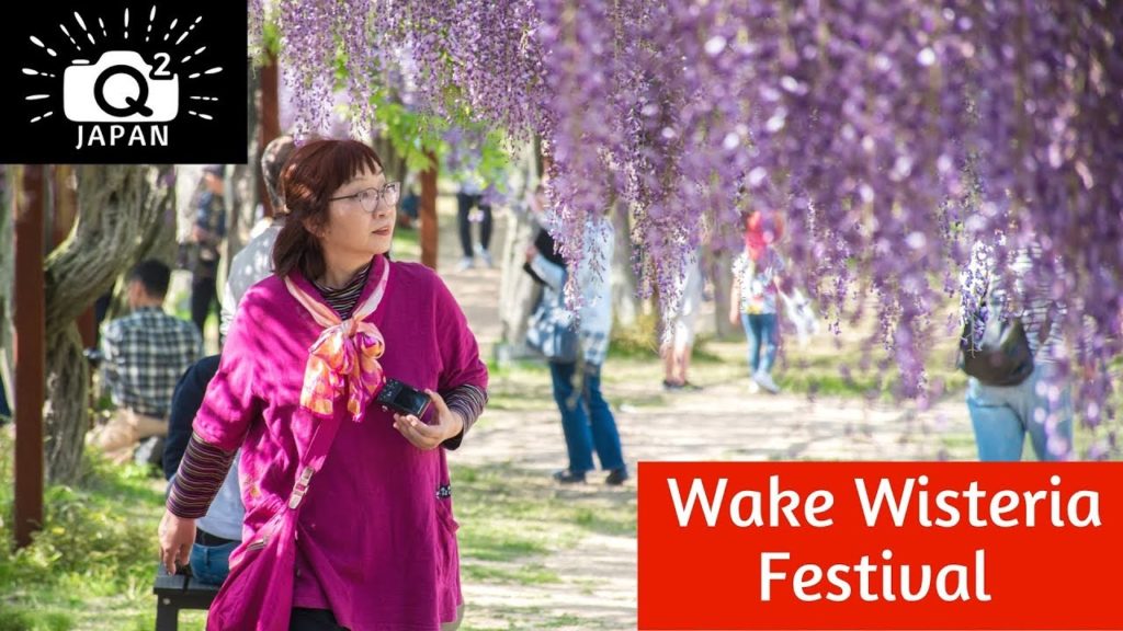 Q2 Japan: Wake Wisteria Festival in Okayama, Japan 和気町藤まつり岡山県