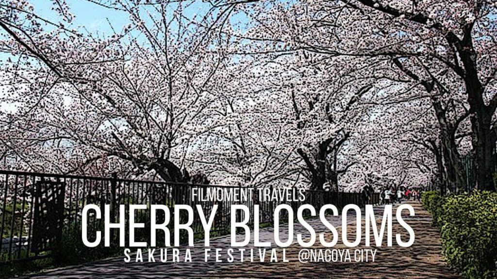 CHERRY BLOSSOMS | SAKURA FESTIVAL | NAGOYA CASTLE | JAPAN TRAVEL