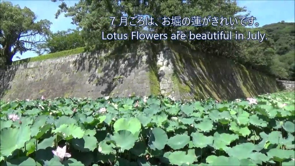 Tsurumaru Castle   Beautiful Lotus Flower in Moats   Kagoshima City Travel Guide Tsurumaru Castle   Beautiful Lotus Flower in Moats   Kagoshima City Travel Guide