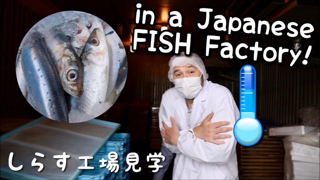VISITING A FISH FACTORY IN JAPAN (MOCHIMUNE) しらす工場見学 Eng & FR Subs