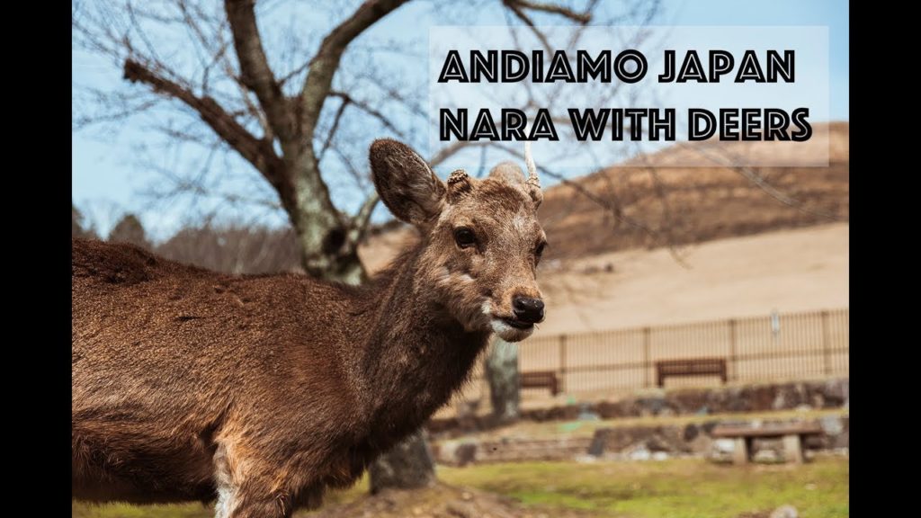 Japan travel - Nara with deers