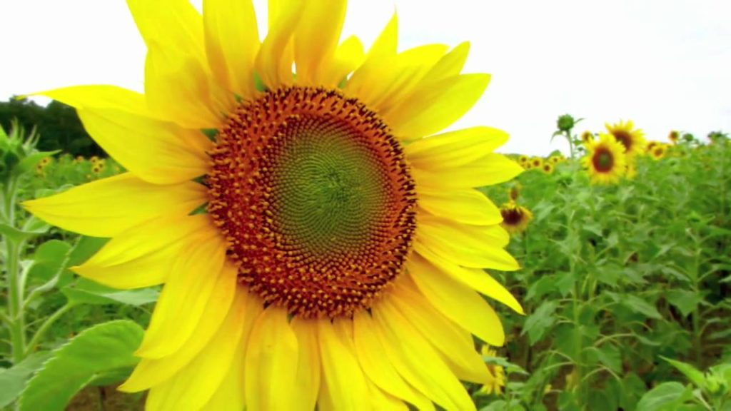 Hokkaido (Furano & Biei)