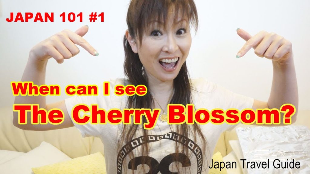 Cherry Bloosoms in Japan : JAPAN 101 : Japan Travel Guide Cherry Bloosoms in Japan : JAPAN 101 : Japan Travel Guide