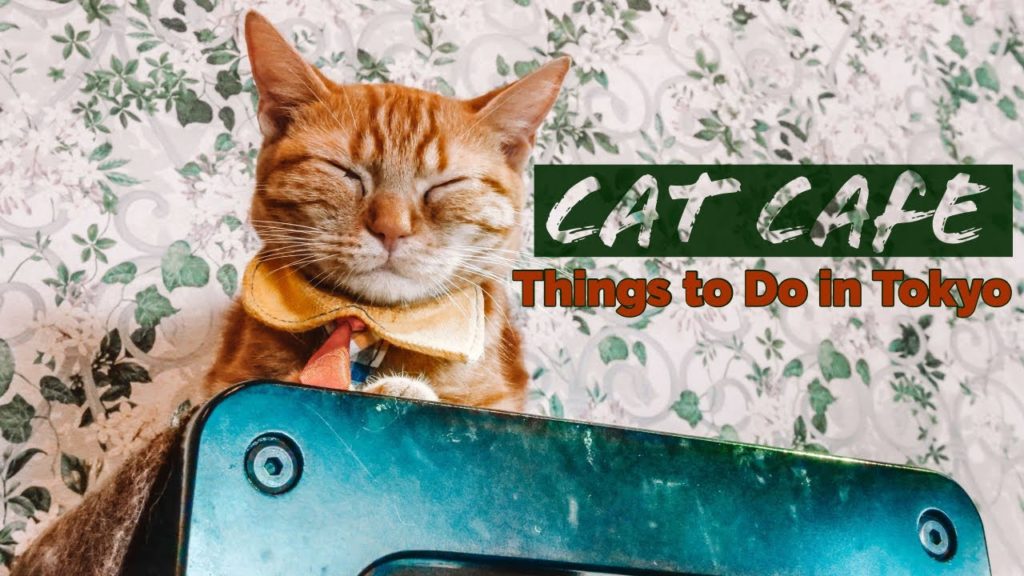 Cat Cafe Experience in Tokyo | Japan Trip Travel Guide Cat Cafe Experience in Tokyo | Japan Trip Travel Guide