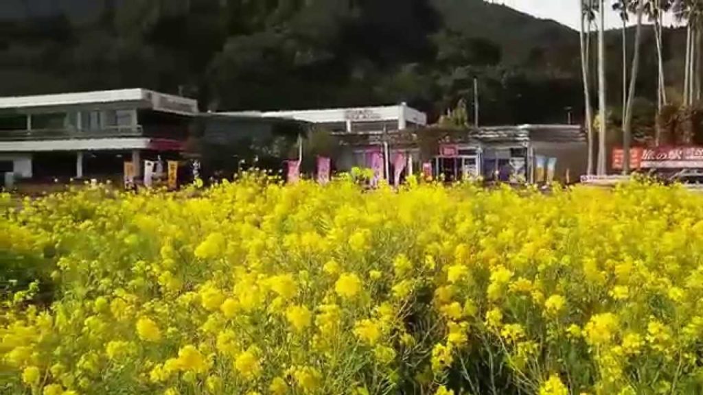 Beautiful Japan Flower "NANOHANA" garden at Lake Ikeda (Video Guide, Travel to Kagoshima, Japan)