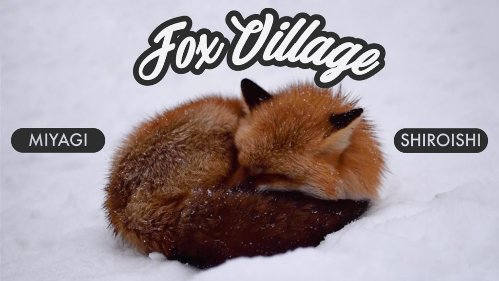 Snowy FOX VILLAGE in Japan! ♡ (Mega Cuteness!!) Snowy FOX VILLAGE in Japan! ♡ (Mega Cuteness!!)