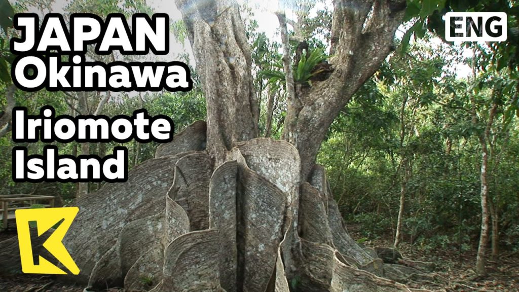 【K】Japan Travel-Okinawa[일본 여행-오키나와]이리오모테 섬, 맹그로브 숲 트레킹/Iriomote Island/Mangrove Forest/Trekking