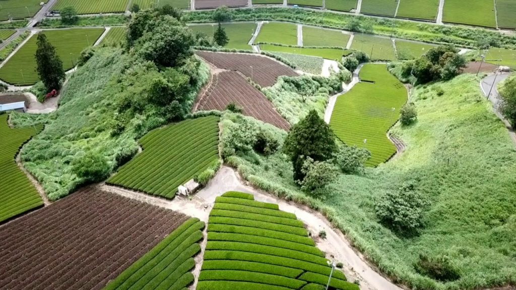Shizuoka Green Tea Fields