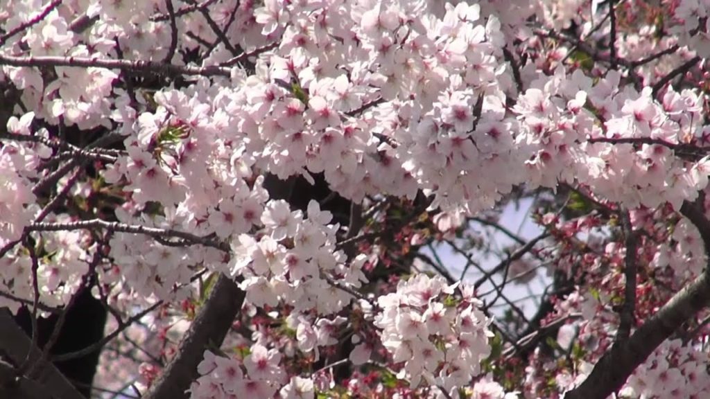 Sakura + Kumamoto Castle