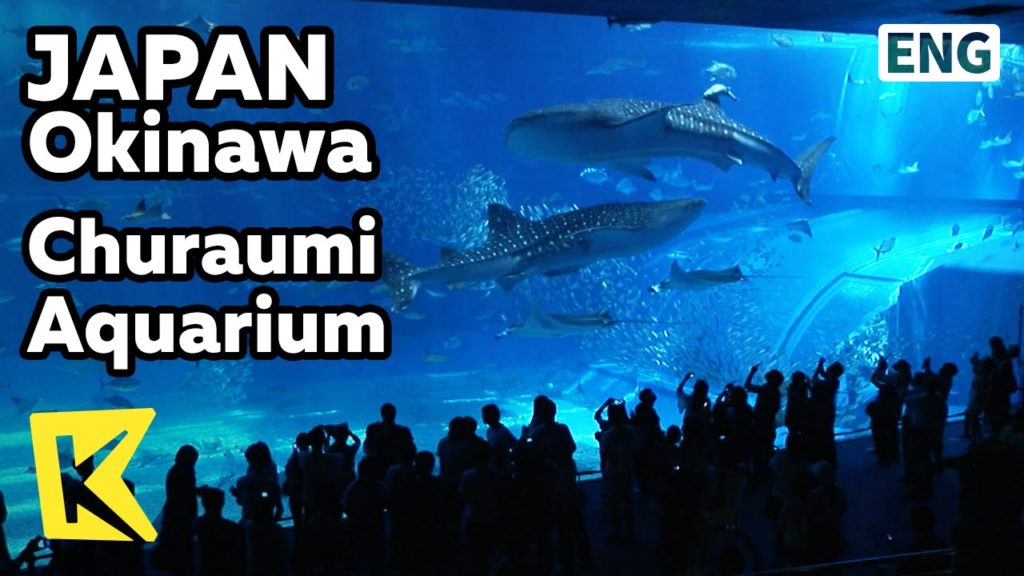 【K】Japan Travel-Okinawa[일본 여행-오키나와]기네스 북 기록, 초대형 수조 고래상어/Whale shark/Churaumi Aquarium