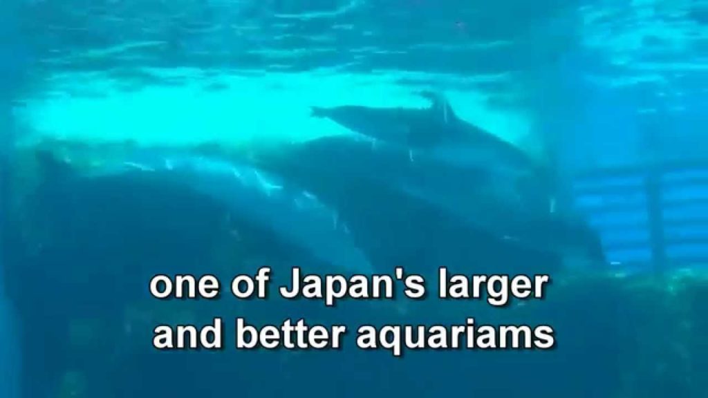 Japan Travel: Port of Nagoya Public Aquarium variety of marine life, Nagoya 013 Japan Travel: Port of Nagoya Public Aquarium variety of marine life, Nagoya 013