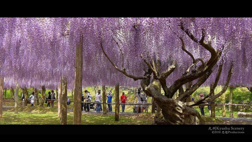 4K 河内藤園 北九州市 TRAILER Kawachi Fuji  Garden Kyushu JAPAN 4K 河内藤園 北九州市 TRAILER Kawachi Fuji  Garden Kyushu JAPAN