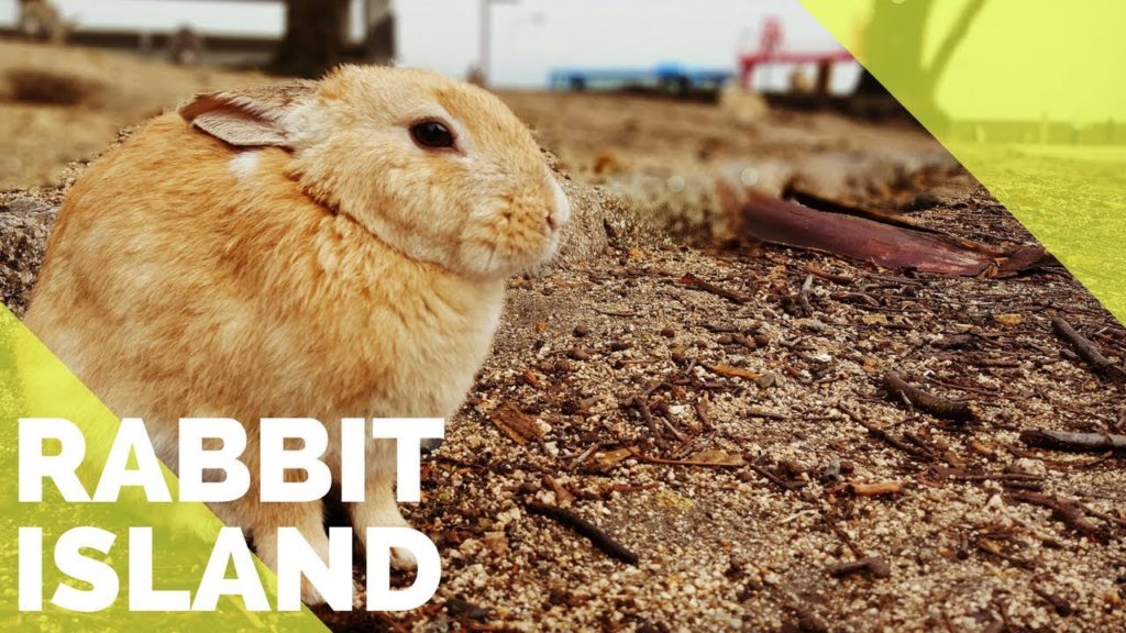 RABBIT ISLAND | OKUNOSHIMA | THINGS TO DO IN HIROSHIMA, JAPAN | The Tao of David RABBIT ISLAND | OKUNOSHIMA | THINGS TO DO IN HIROSHIMA, JAPAN | The Tao of David