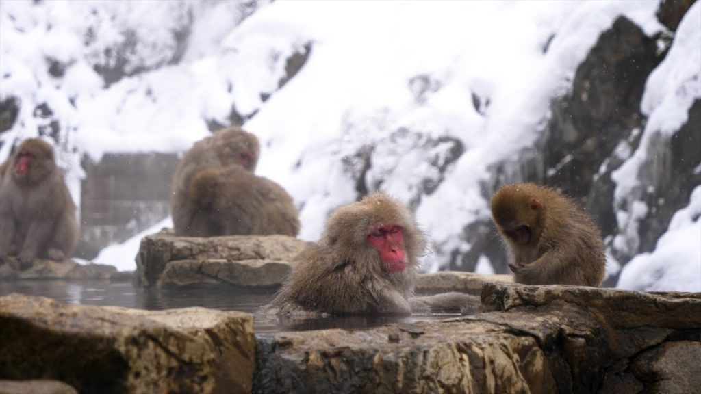 Nagano Snow Monkeys - Japan Trip Episode 2