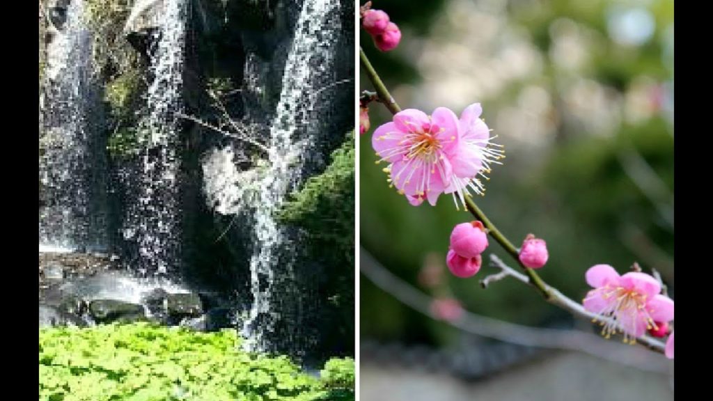 Atami Baien - Japanese Park, Shizuoka ᴴᴰ ● 熱海梅園 静岡