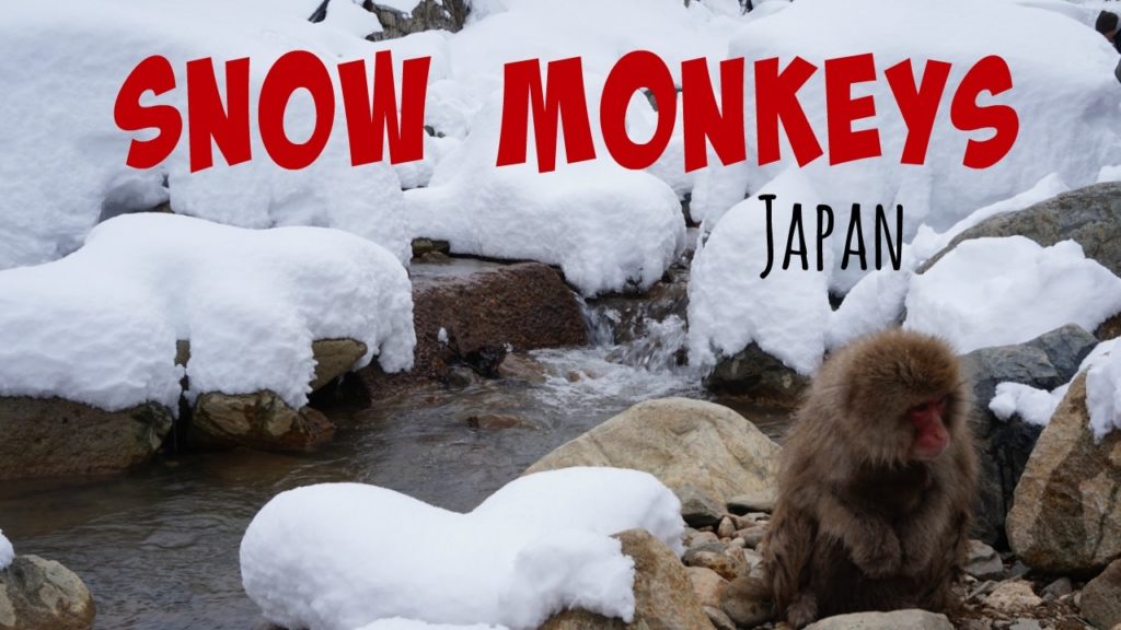 SNOW MONKEYS // Nagano, Japan SNOW MONKEYS // Nagano, Japan
