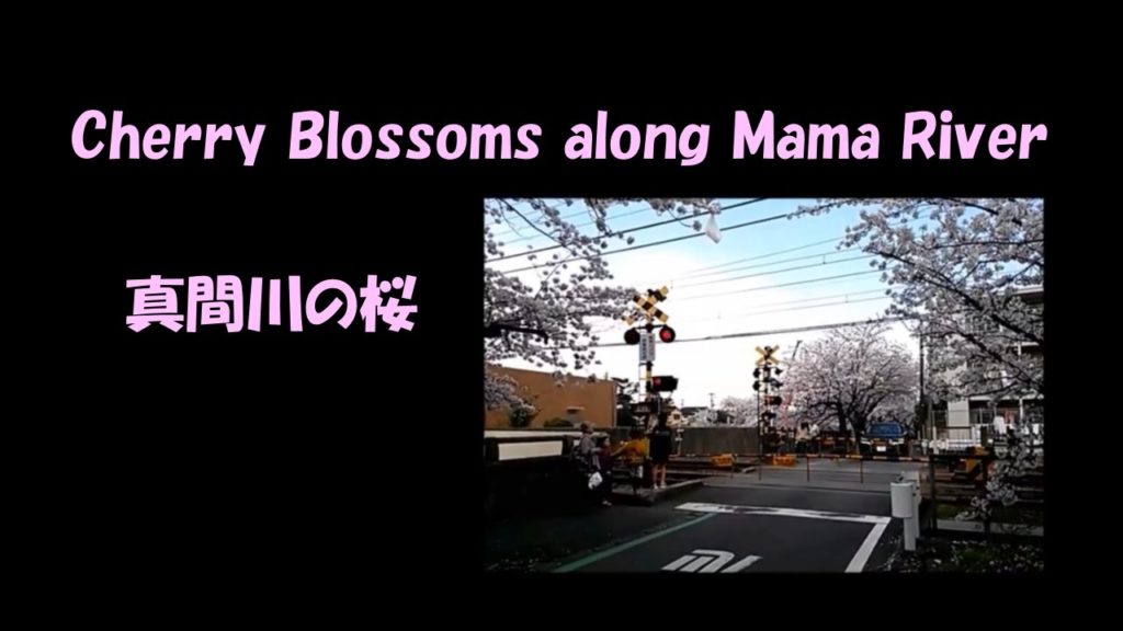 Cherry Blossoms in Ichikawa, Chiba, Japan 市川市の桜 2016 Cherry Blossoms in Ichikawa, Chiba, Japan 市川市の桜 2016