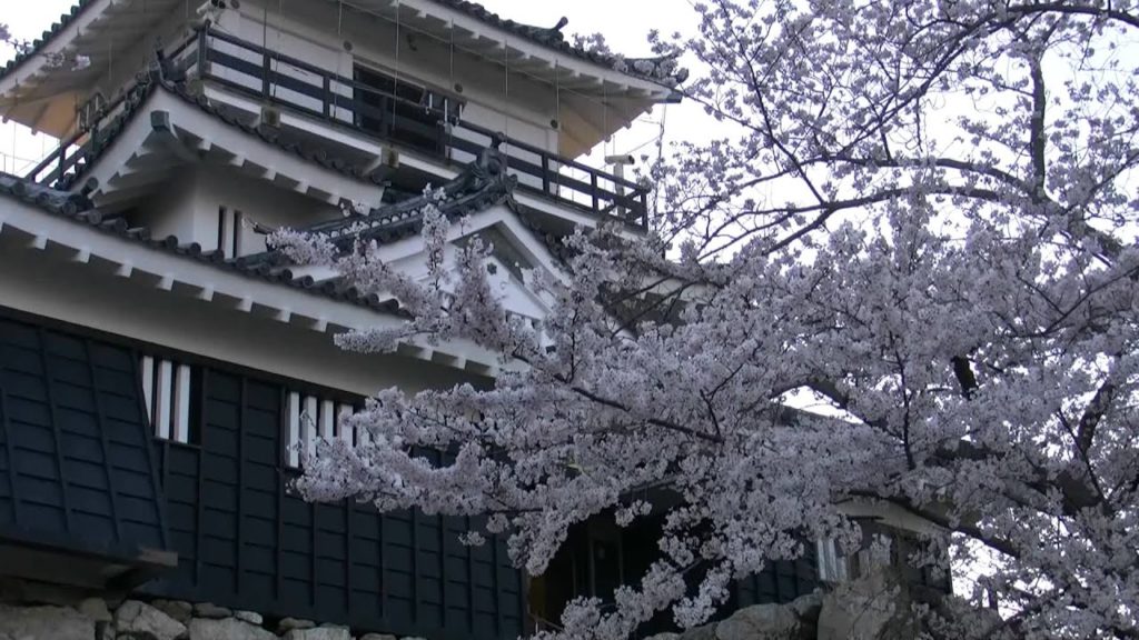 桜・浜松城（出世城）1,Sakura,Hamamatsu-castle,Japan