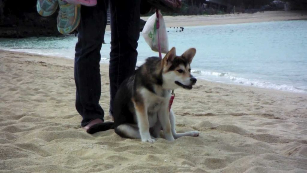 The Only Beach in Naha, Okinawa?