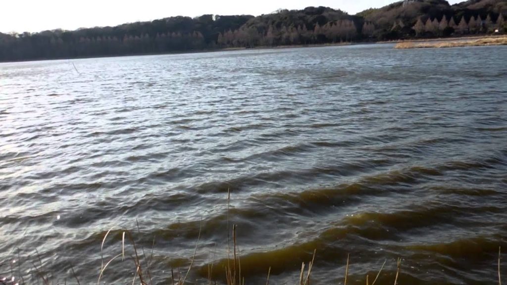 アキーラさん！浜松・佐鳴湖公園2,Sakura,Lake-Sanaru,Hamamatsu,Japan