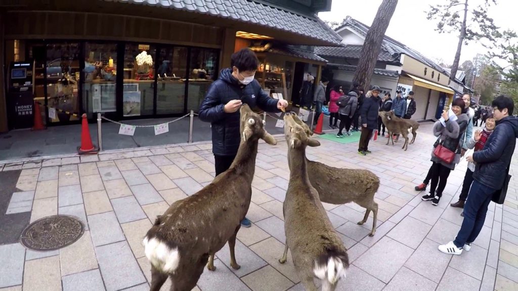 [KaltzTV] Nagoya & Osaka Travel - Greetings of Nara's deer