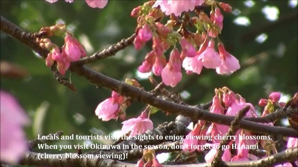 Cherry Blossom in Okinawa: Kanhizakura (Formosan Cherry)