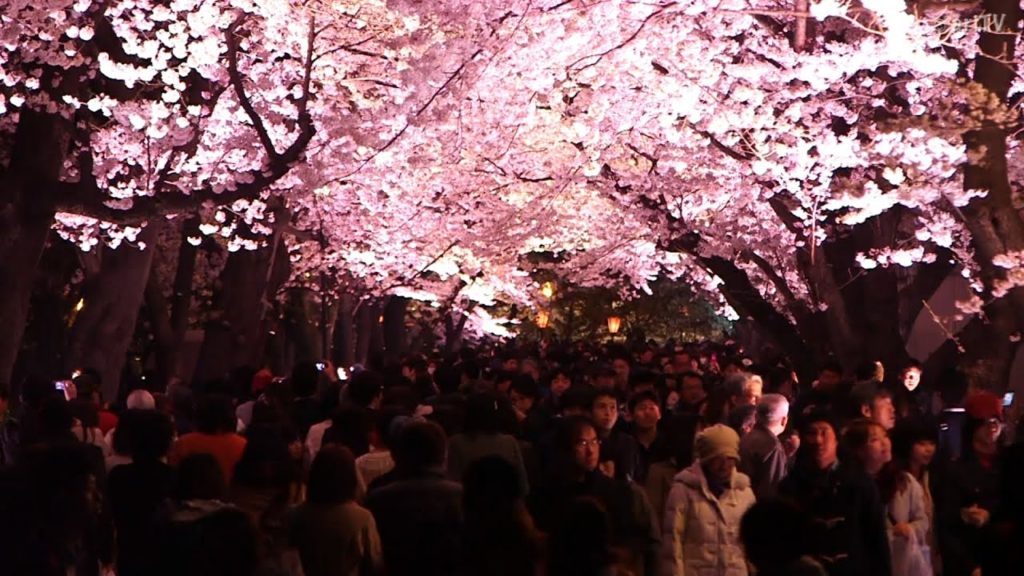 2014 Tōhoku Sakura Tour—Takada Park in Niigata